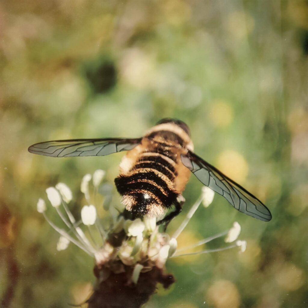 Photo abeille sur une fleur